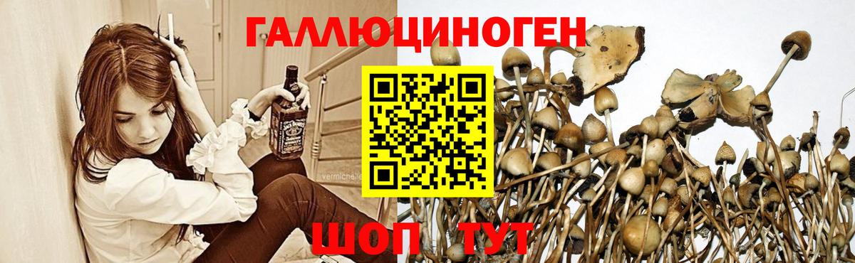 Псилоцибиновые грибы ЛСД  Галлюциногенные грибы Psilocybine cubensis  Узловая  Вход с VPN 